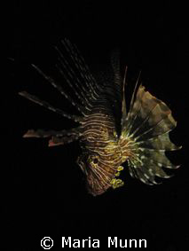 I was on a nightdive and the golden glow of the Lionfish ... by Maria Munn 